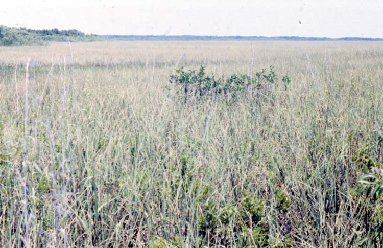 everglades07