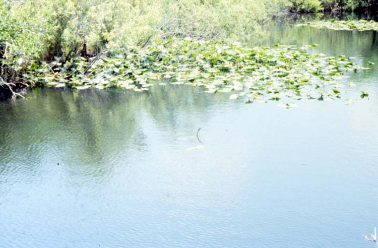 everglades09