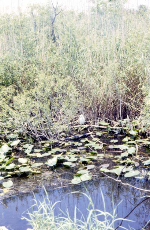 everglades11