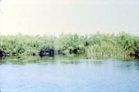 everglades05