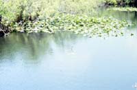 everglades09