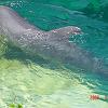 065xcdolphin