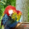067xcmacaw
