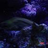 075xcmorayeel