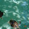 079xcgreenturtle