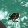 080xcgreenturtle