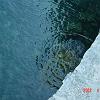 081xclargegreenturtle